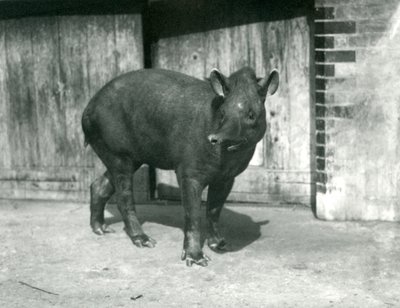 Ein brasilianischer oder südamerikanischer Tapir im Londoner Zoo, September 1922 von Frederick William Bond